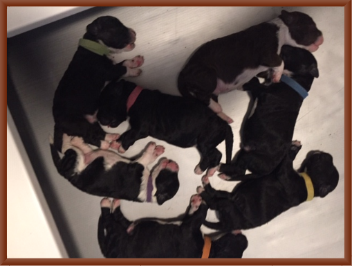 Pups at Six Days Old